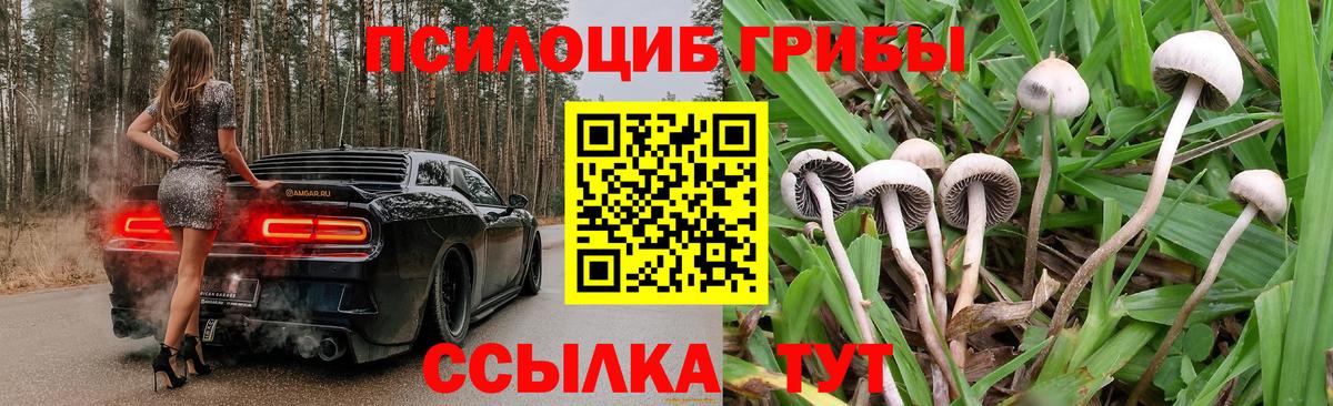 Галлюциногенные грибы Psilocybe Новоуральск